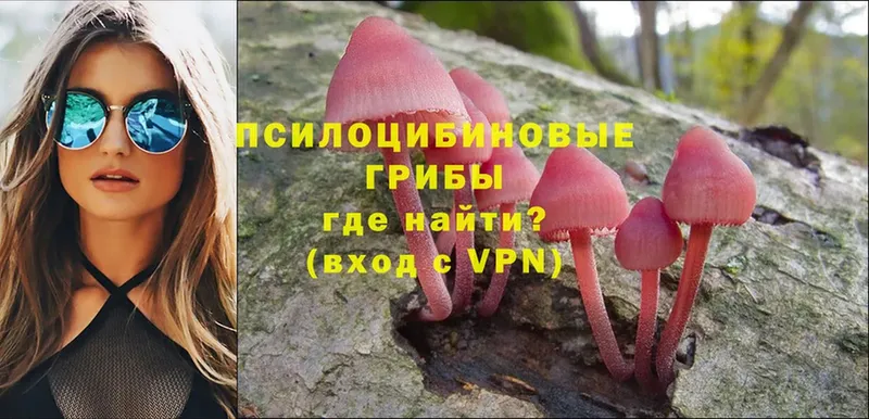 продажа наркотиков  Кадников  Галлюциногенные грибы Psilocybine cubensis 